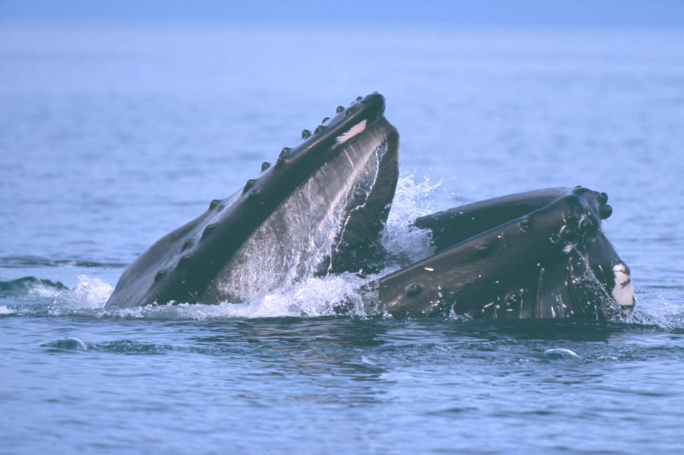 7 Best Iceland Whale Watching Tours For 2024