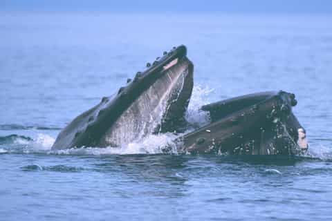 Iceland’s Golden Circle & Whale Watching Full-Day Tour