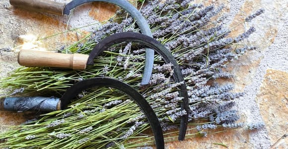 Hvar: Family Farm Tour with Food, Wine, and Honey Tasting