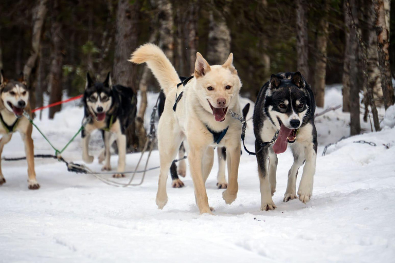Levi: 1.5 km Thrilling Husky Sled Ride 1.5 km Thrilling Husky Sled Ride
