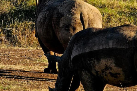 Halvdagsutflykt till Nairobis nationalpark med upphämtning från hotell
