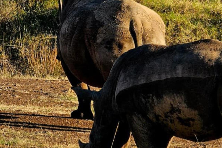 Halvdagsutflykt till Nairobis nationalpark med upphämtning från hotell