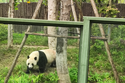 Excursion d&#039;une journée dans la région panoramique du Grand Bouddha de Leshan et dans le parc des pandas