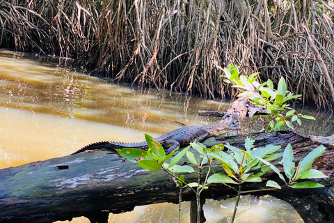 Bentota River Safari: Entdecke Wildtiere und Mangroven vom Boot ausBentota River Safari: Entdecke die Tierwelt und Mangroven vom Boot aus