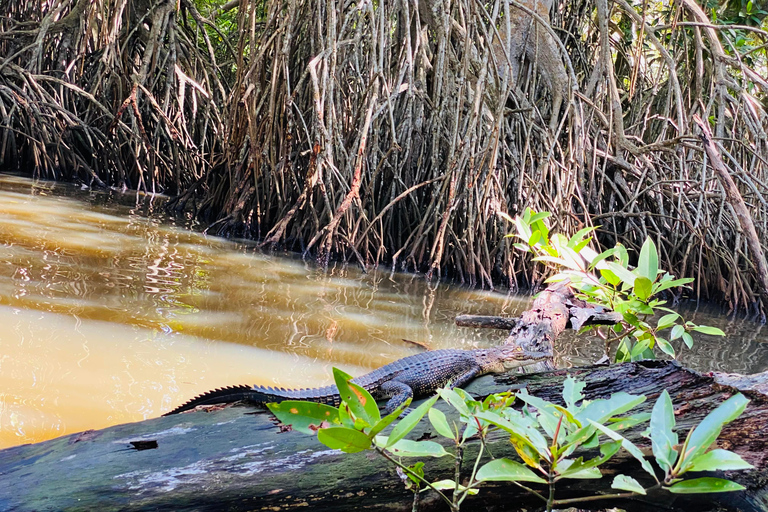Bentota River Safari: Entdecke Wildtiere und Mangroven vom Boot ausBentota River Safari: Entdecke die Tierwelt und Mangroven vom Boot aus