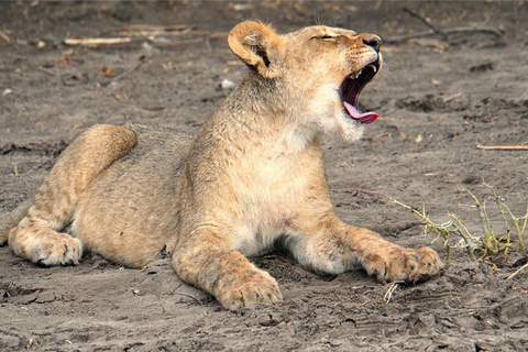 Kasane: 1 day Chobe NP Safari with Boat Cruise and Lunch