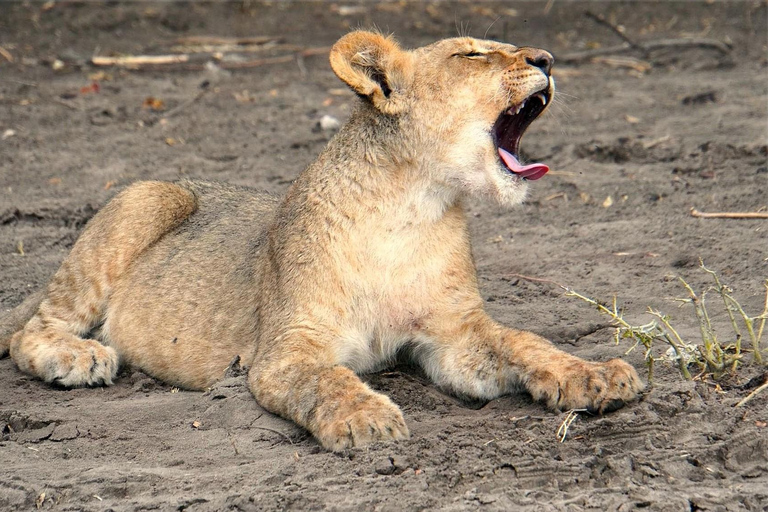 Kasane: 1 day Chobe NP Safari with Boat Cruise and Lunch
