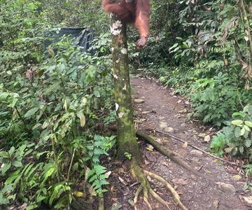 Bukitlawang Orangutan : 3 Days Group Jungle Trek