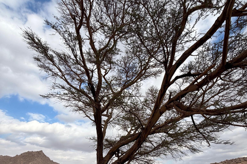 Hurghada: Mount Shaib El Banat Tour with Sandboarding Sand boarding and hiking & camel ride