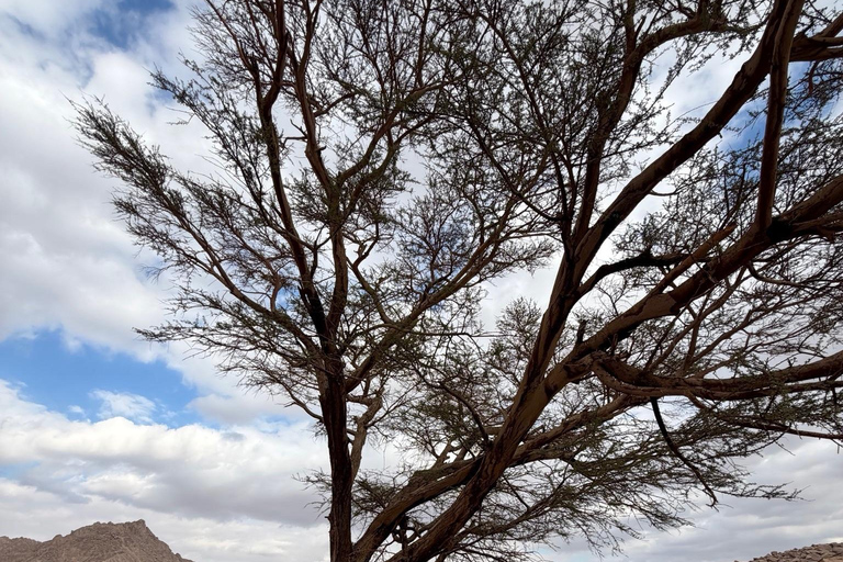 Hurghada: Mount Shaib El Banat Tour with Sandboarding Sand boarding and hiking & camel ride