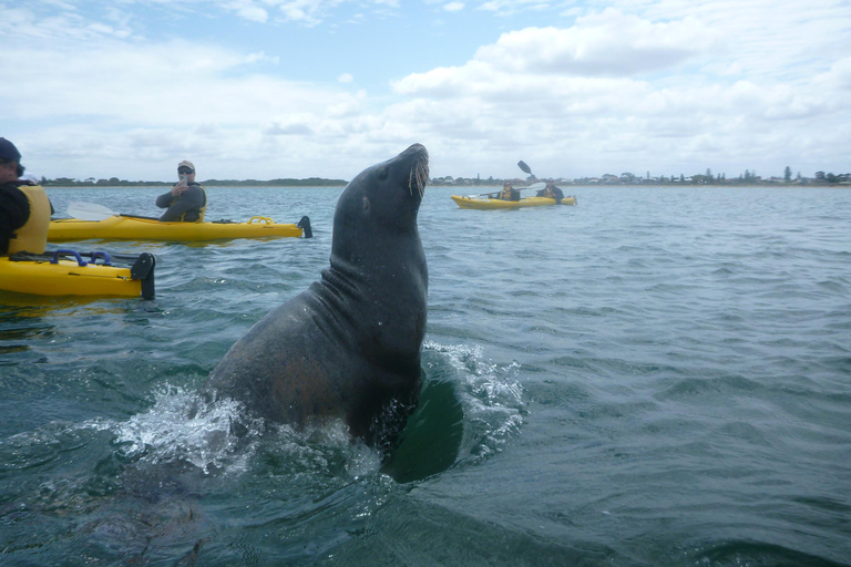 Rockingham Excursión de un día en Kayak de Mar por las Islas de las Focas y los Pingüinos