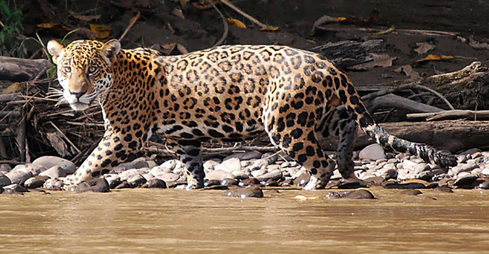 Manu National Park 4D/3N Ecotourism and Adventure - Housity
