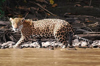 Manu National Park 4D/3N Ecotourism and Adventure - Housity