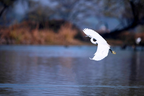 Búsqueda de aves en el mismo día en Bharatpur desde Delhi