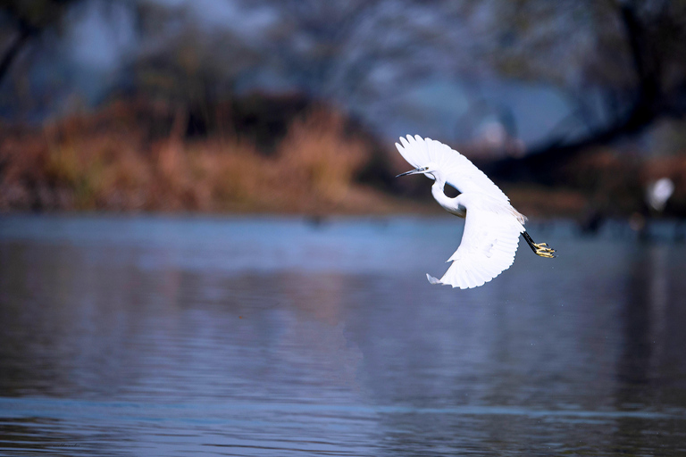 Búsqueda de aves en el mismo día en Bharatpur desde Delhi