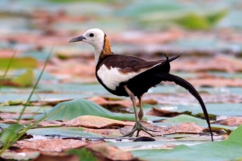 Muthurajawela : Observation des oiseaux des zones humides depuis Colombo !