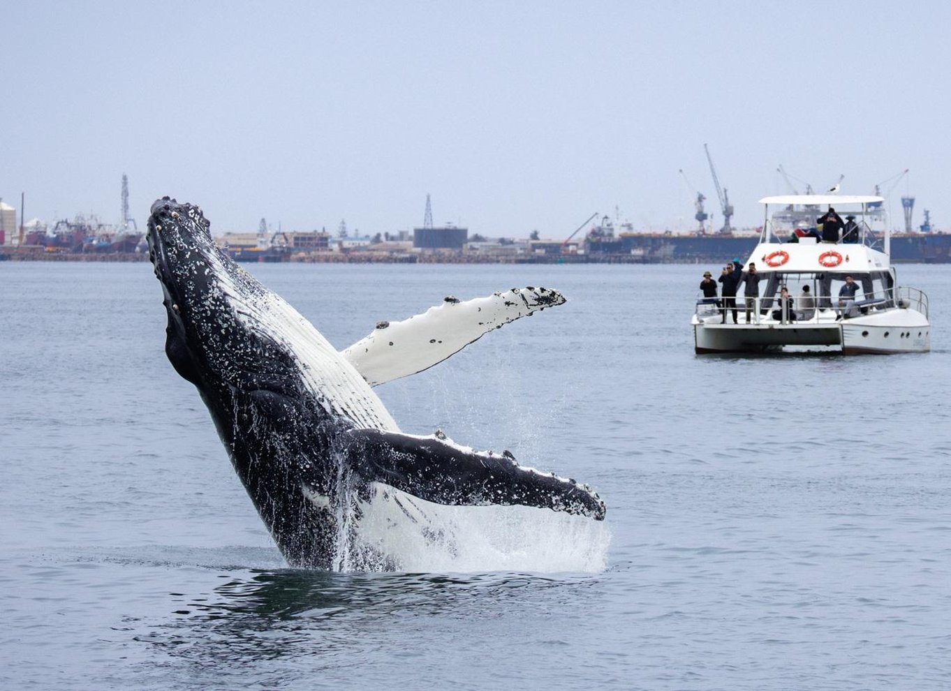 Walvis Bay: Marine Big 5 luksus katamaran tur