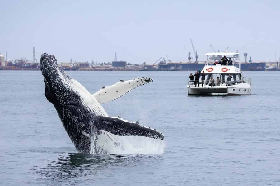 Walvis Bay: Marine Big 5 Luxury Catamaran Tour. Foto: GetYourGuide Walvis Bay: Marine Big 5 Luxury Catamaran Tour. Foto: GetYourGuide
