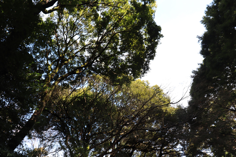 Tokyo Morning Highlights: Shibuya, Asakusa, Meiji-SchreinPrivate Tour