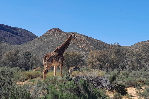 Safari al atardecer en la Reserva de Caza de Aquila con transporte privado