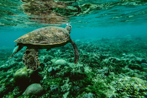 Mirissa Snorkeling Trip with Sea Turtles & Coral Reef
