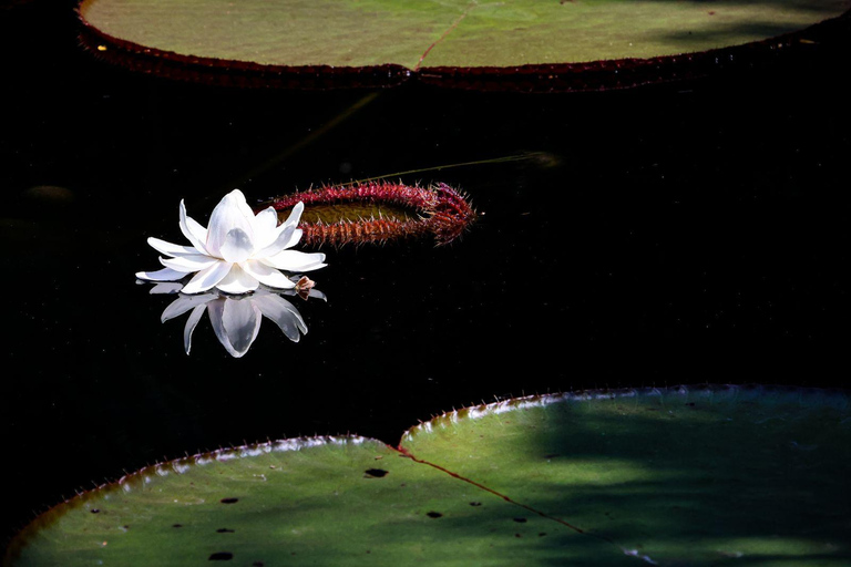 Billet d'accès au zoo de Cali