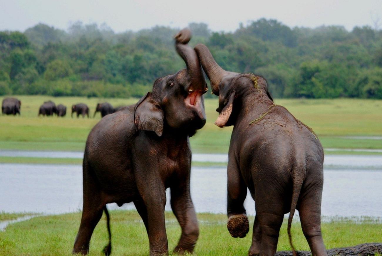 Udawalawe: Elefanten-Safari & Besuch im Transit Home, alles inklusive