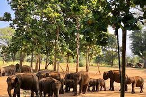 Z Elli: – Safari w Udawalawie i wycieczka do domu tranzytem słoni