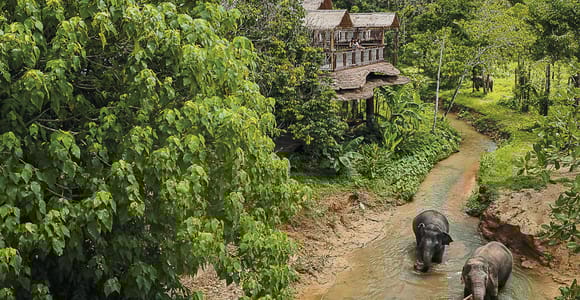 Phuket: Elefanten-Schutzgebiet Canopy Walkway Tour