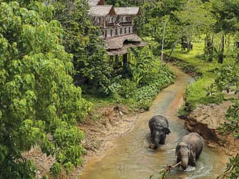 Phuket: Elephant Sanctuary Canopy Walkway Tour