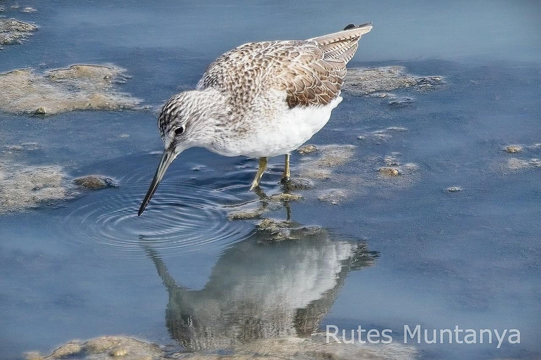 Ebro Delta: Birding and Bird Photography in a Van