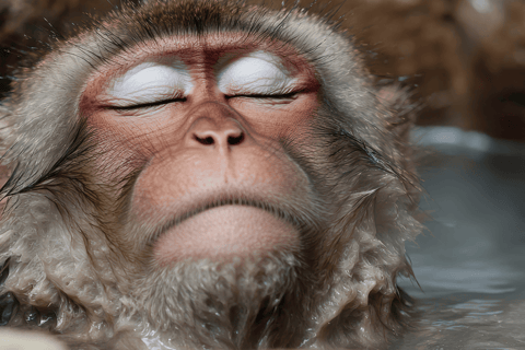 From Tokyo & Nagano: Snow Monkey Private Customizable Tour