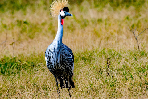 Kenya: 6-Day Safari to Lake Nakuru, Maasai Mara, Amboseli