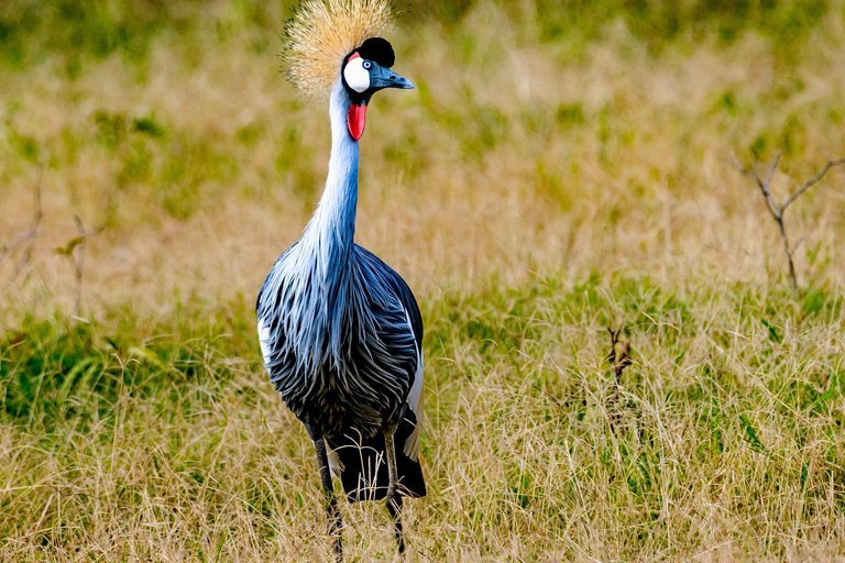 Kenya: 6-Day Safari to Lake Nakuru, Maasai Mara, Amboseli