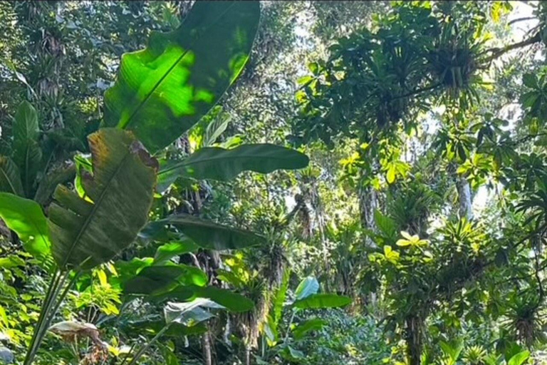 Gros Piton Adventure with Tour For The Day