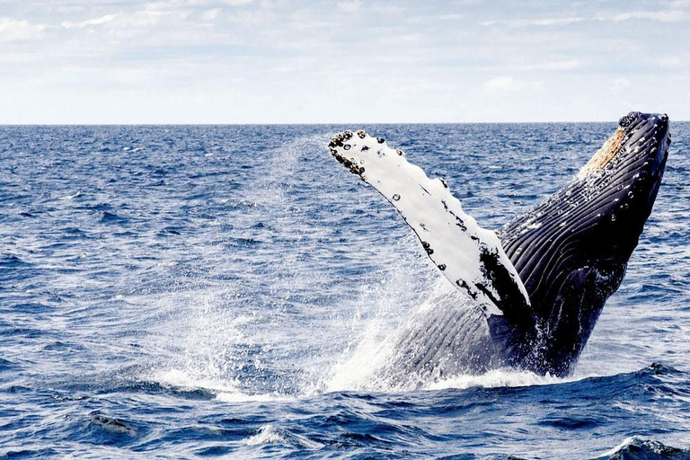 Punta Cana: Escursione a Samanà con cascata e isola Bacardi