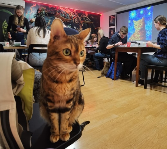 Budapest: Acrylic Painting Workshop in Cat Museum Budapest