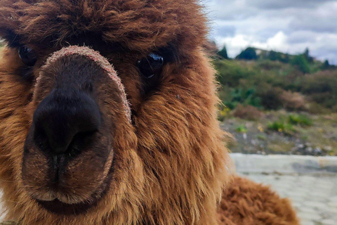 Vulkanen Cotopaxi: Besök från Quito, alpacka, lagun och vulkaner