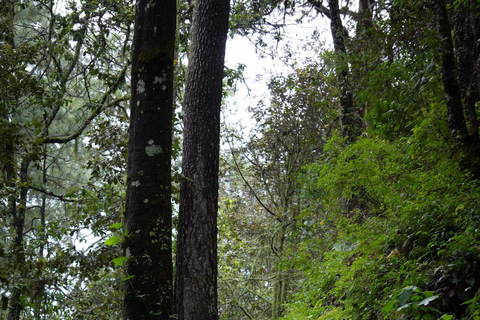 Oaxaca: Hiking Tour In the Sierra Norte With Lunch