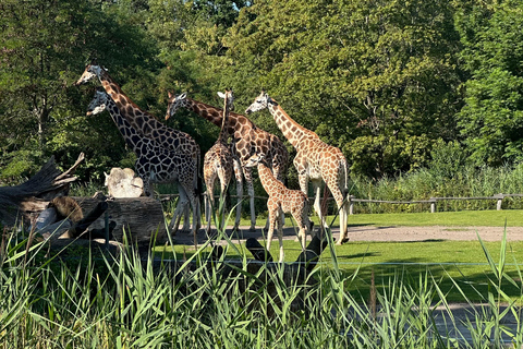 Leipzig: Rosental Park Forest Bathing and Qigong Session