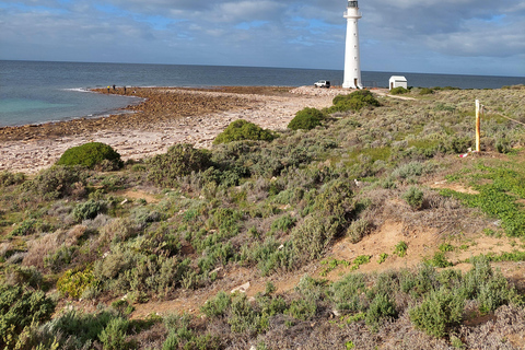 From Adelaide: Swim with the Giant Cuttlefish 3 day tour Twin Share room per person