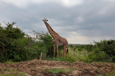 Parque Nacional de Nairobi: safari temprano por la mañana o por la tardeRecogida en el hotel desde Nairobi.