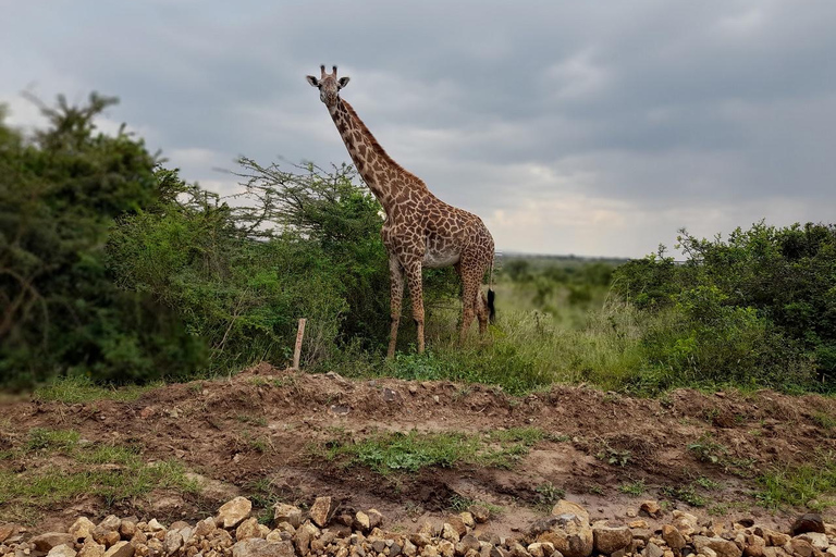 Parque Nacional de Nairobi: safari temprano por la mañana o por la tardeRecogida en el hotel desde Nairobi.