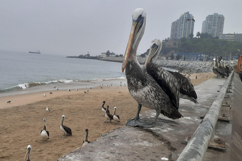 比尼亚德尔马、雷尼亚卡和康康之旅