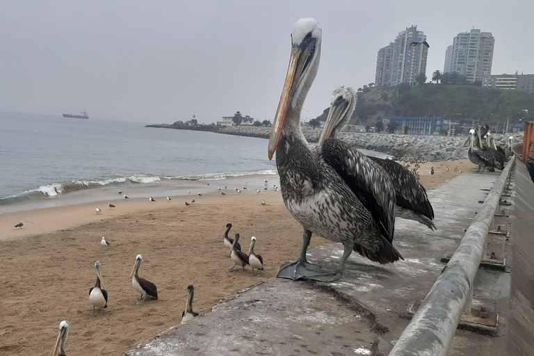 比尼亚德尔马、雷尼亚卡和康康之旅