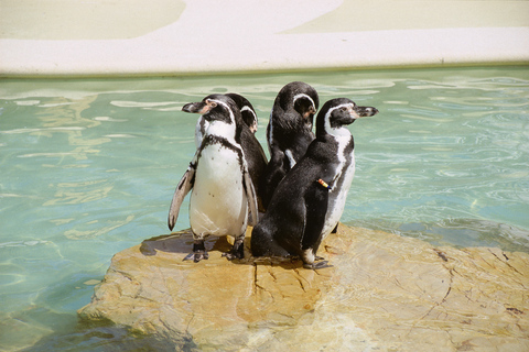 Mallorca: Marineland Tickets with Transfers from the North