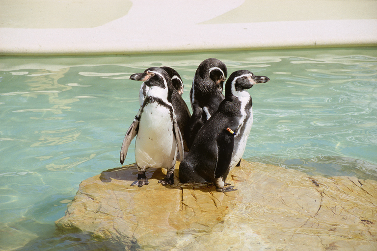 Mallorca: Marineland Tickets with Transfers from the North