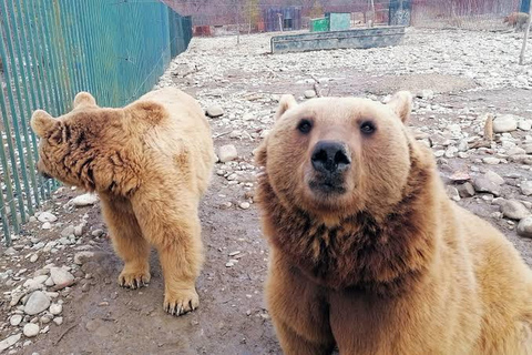 From Tbilisi: Sabaduri Forest, Chronicles & Bear Zoo