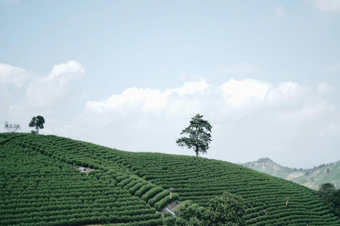 Shanghai: Crouching Tiger Bamboo Forest & White Tea Trip