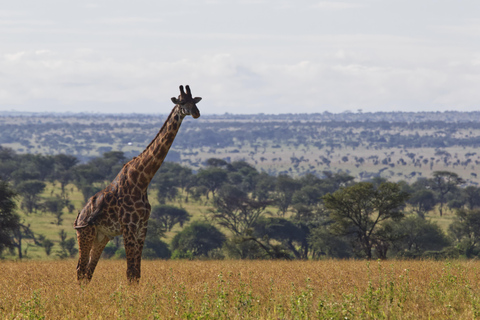 safari de 3 días por la migración del serengeti